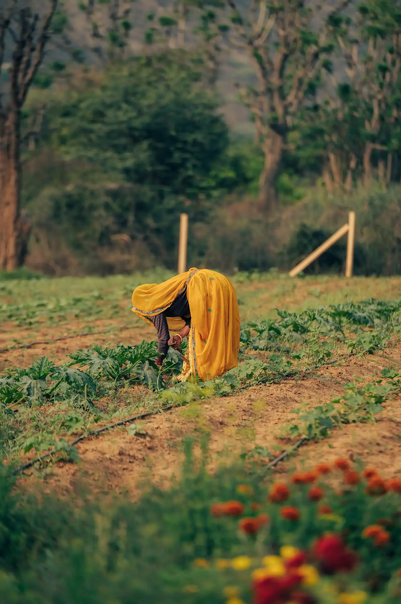 Farm to table
