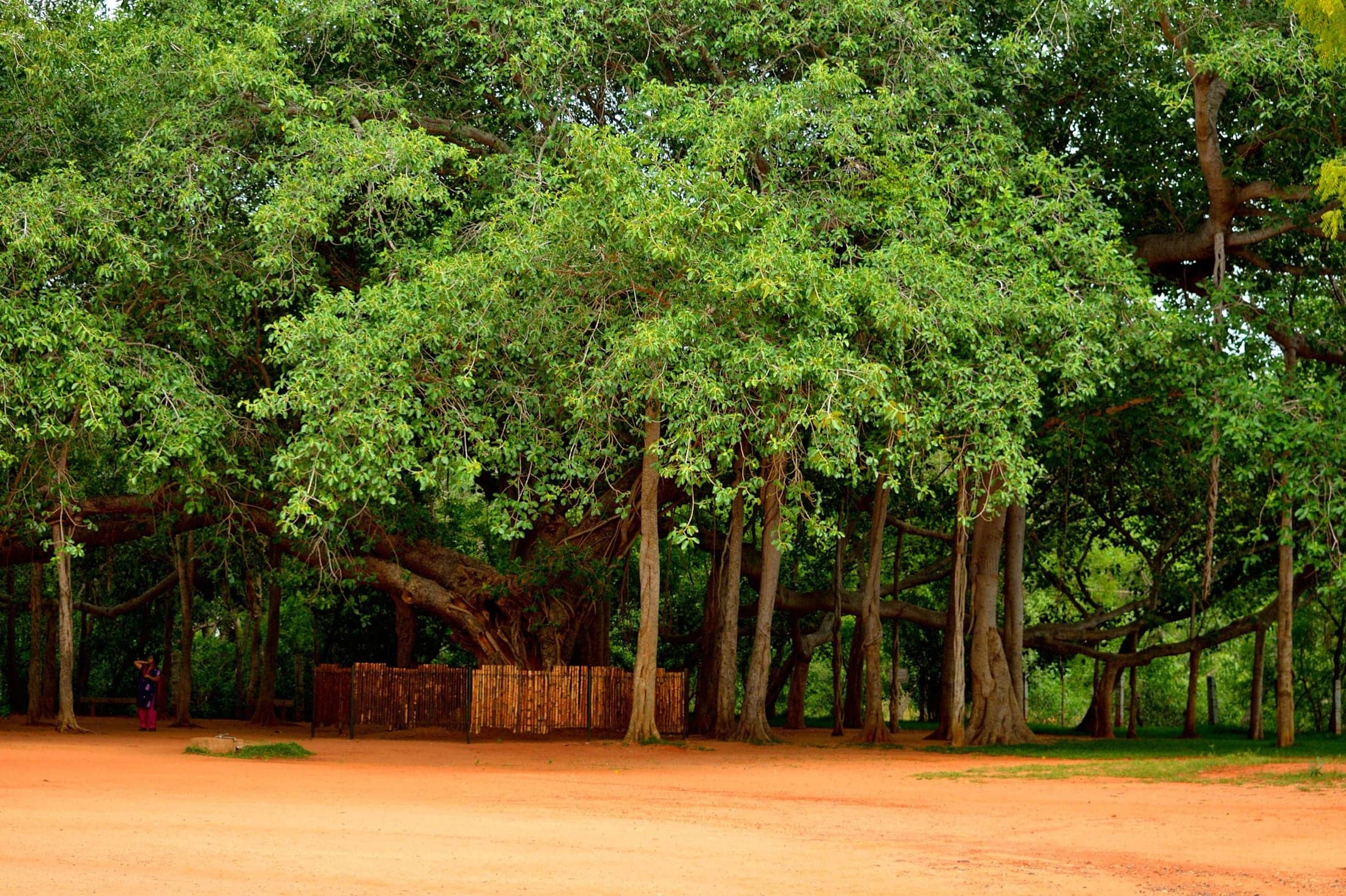 The sacred banyan