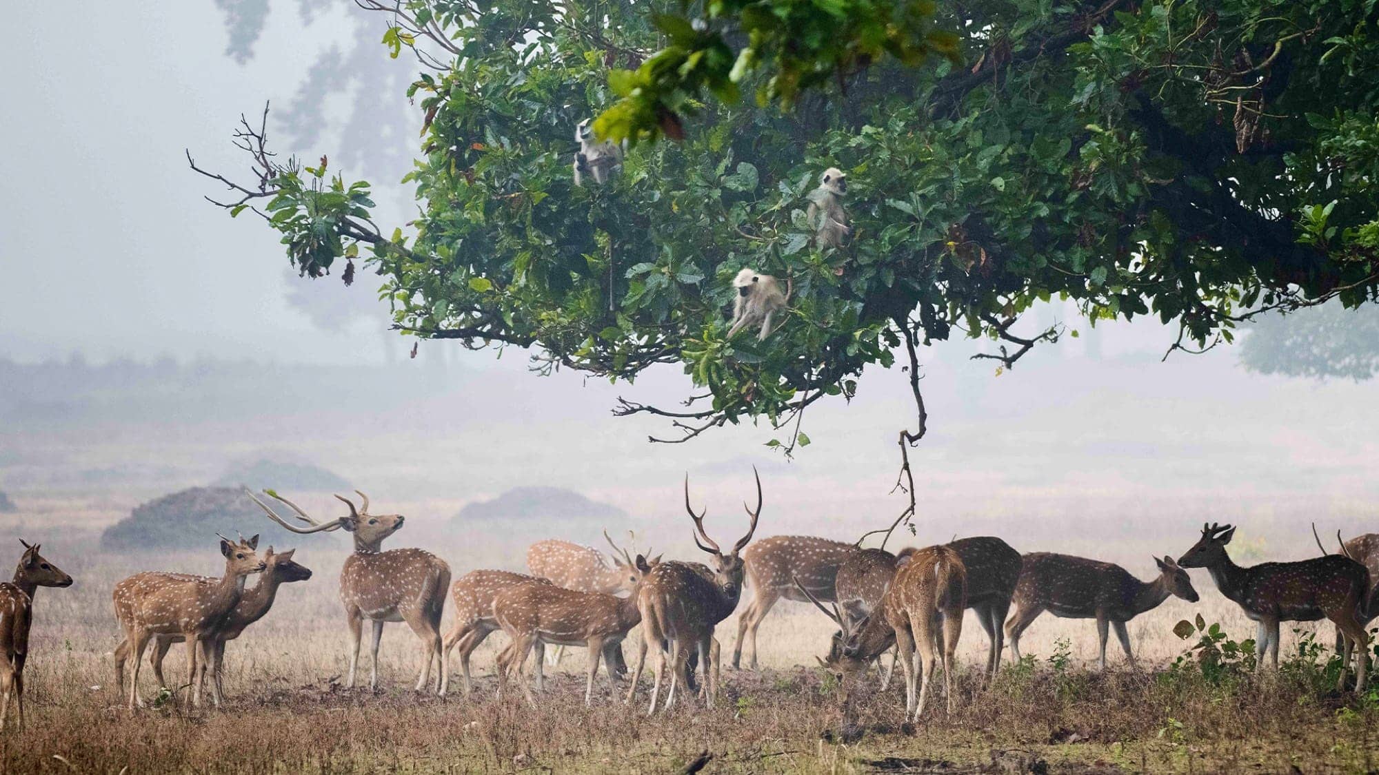 The reserve