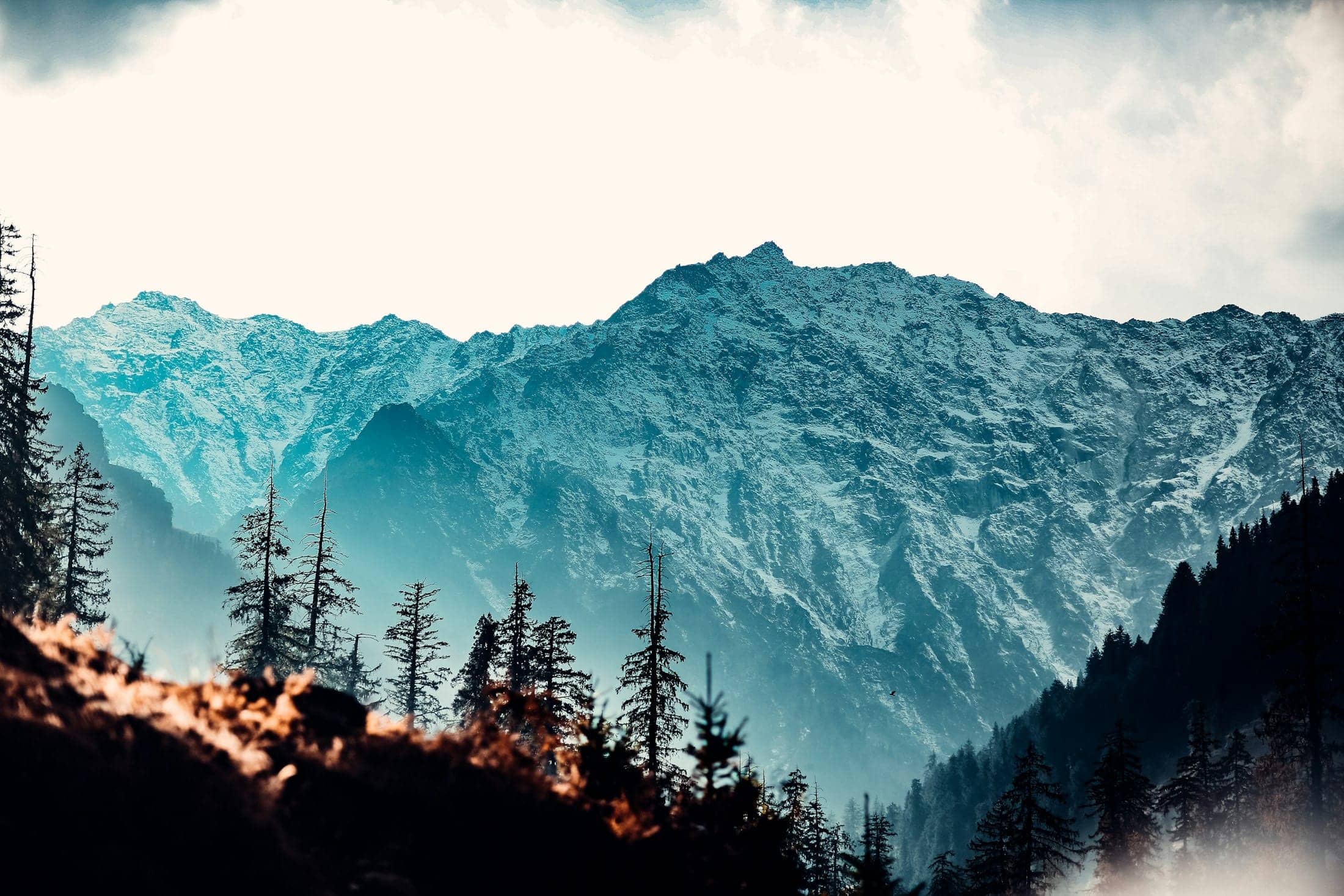 Snow on the Dhauladhar, above the pines