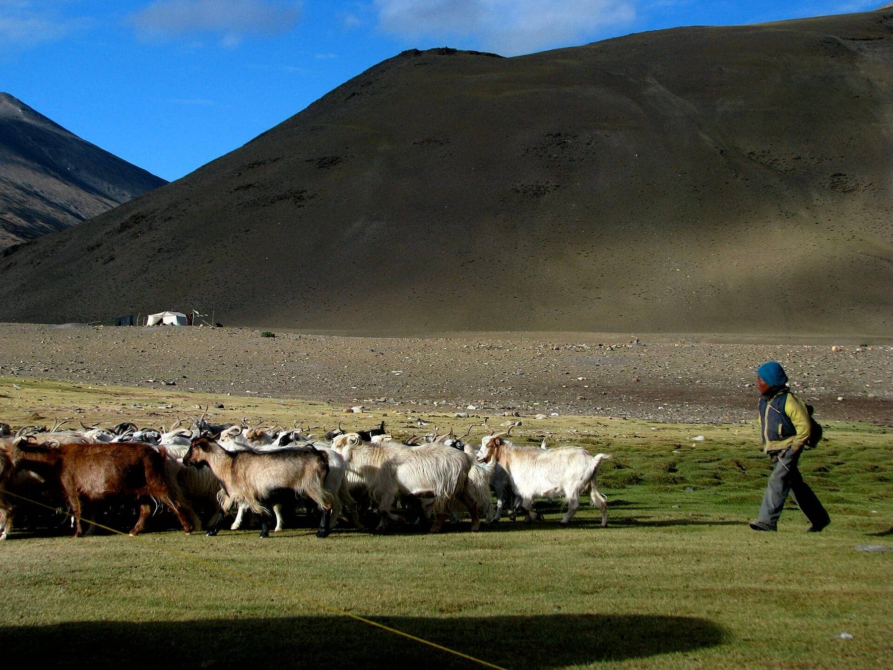 A day with the Changpa herders