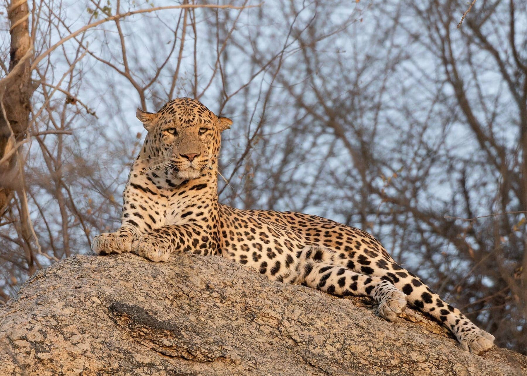Waiting for leopards