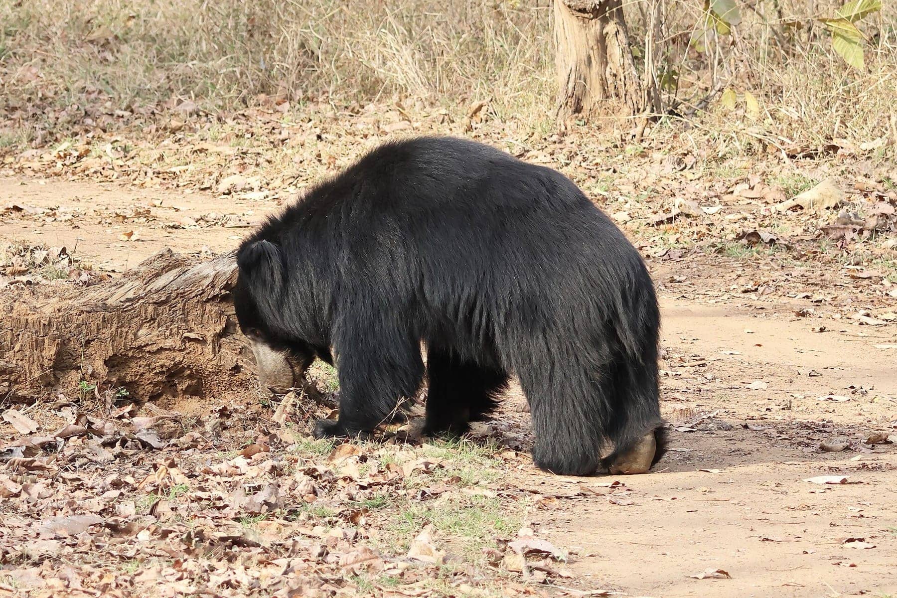 The hour of the sloth bear