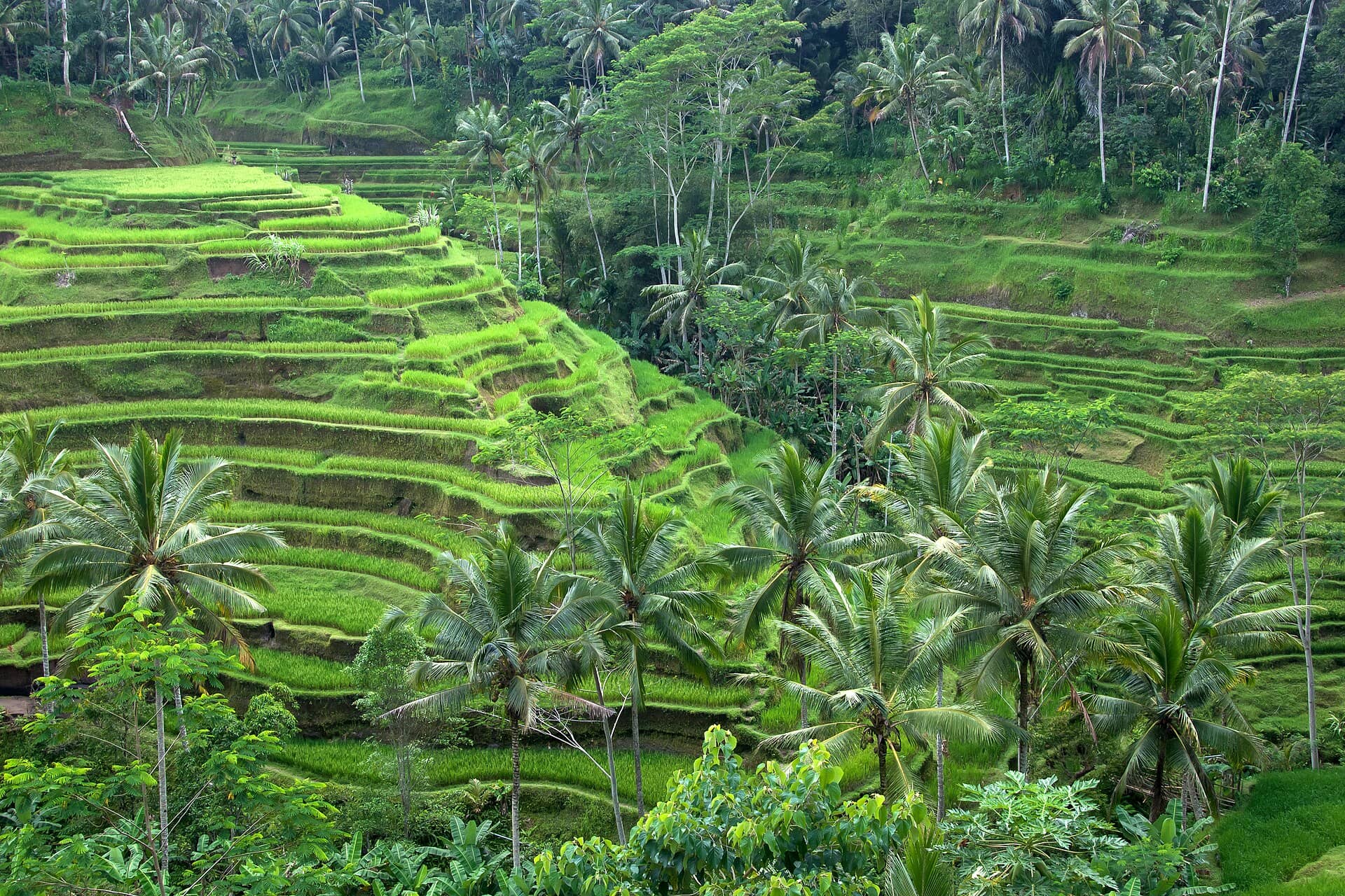 Ubud, Bali