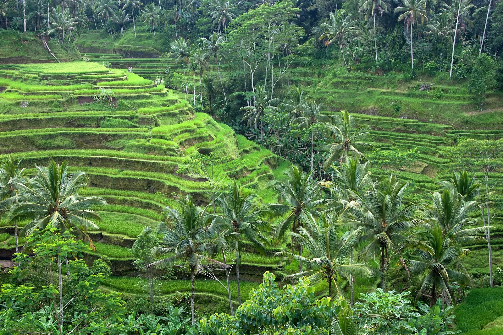 Ubud, Bali