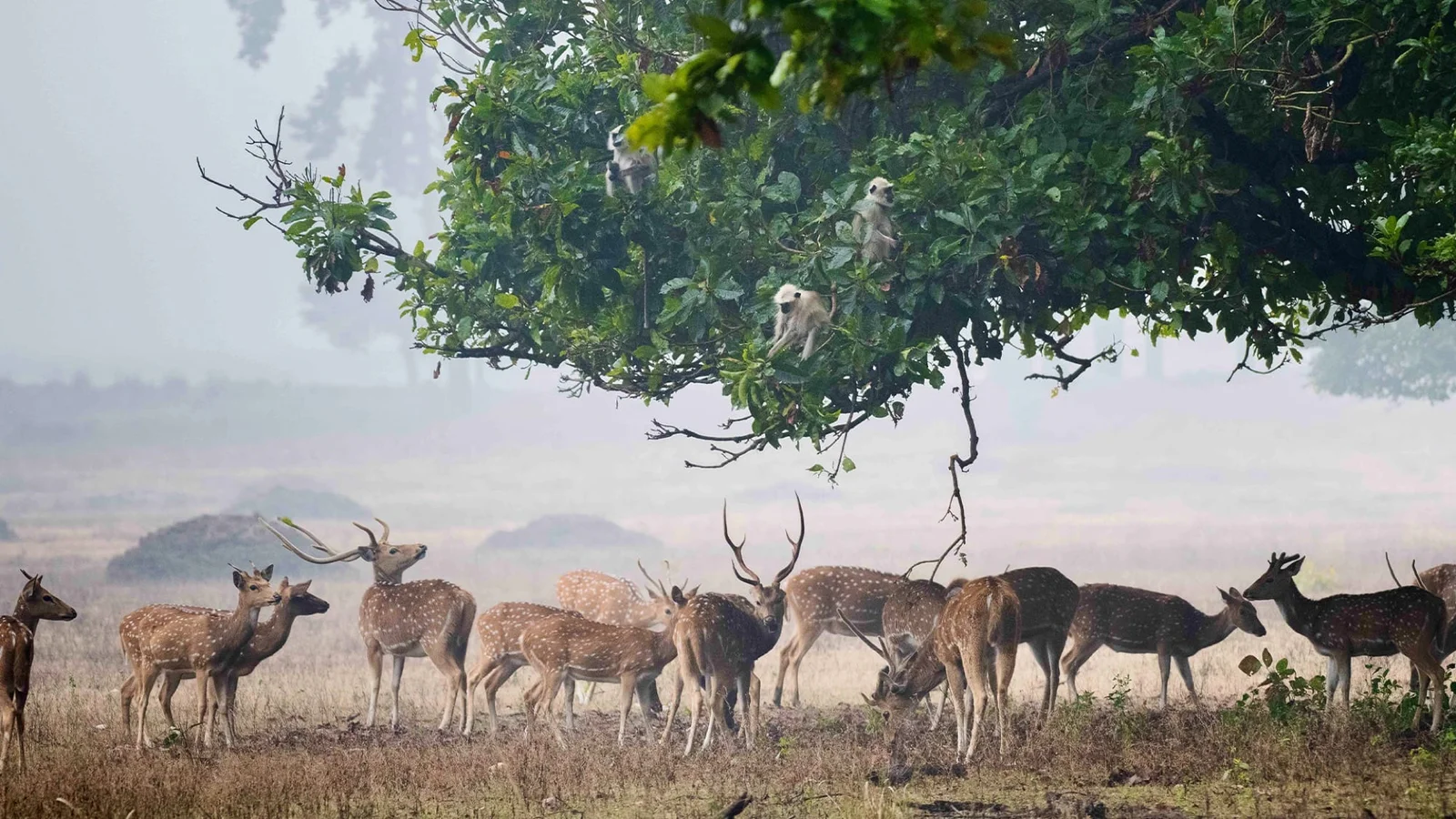 The reserve