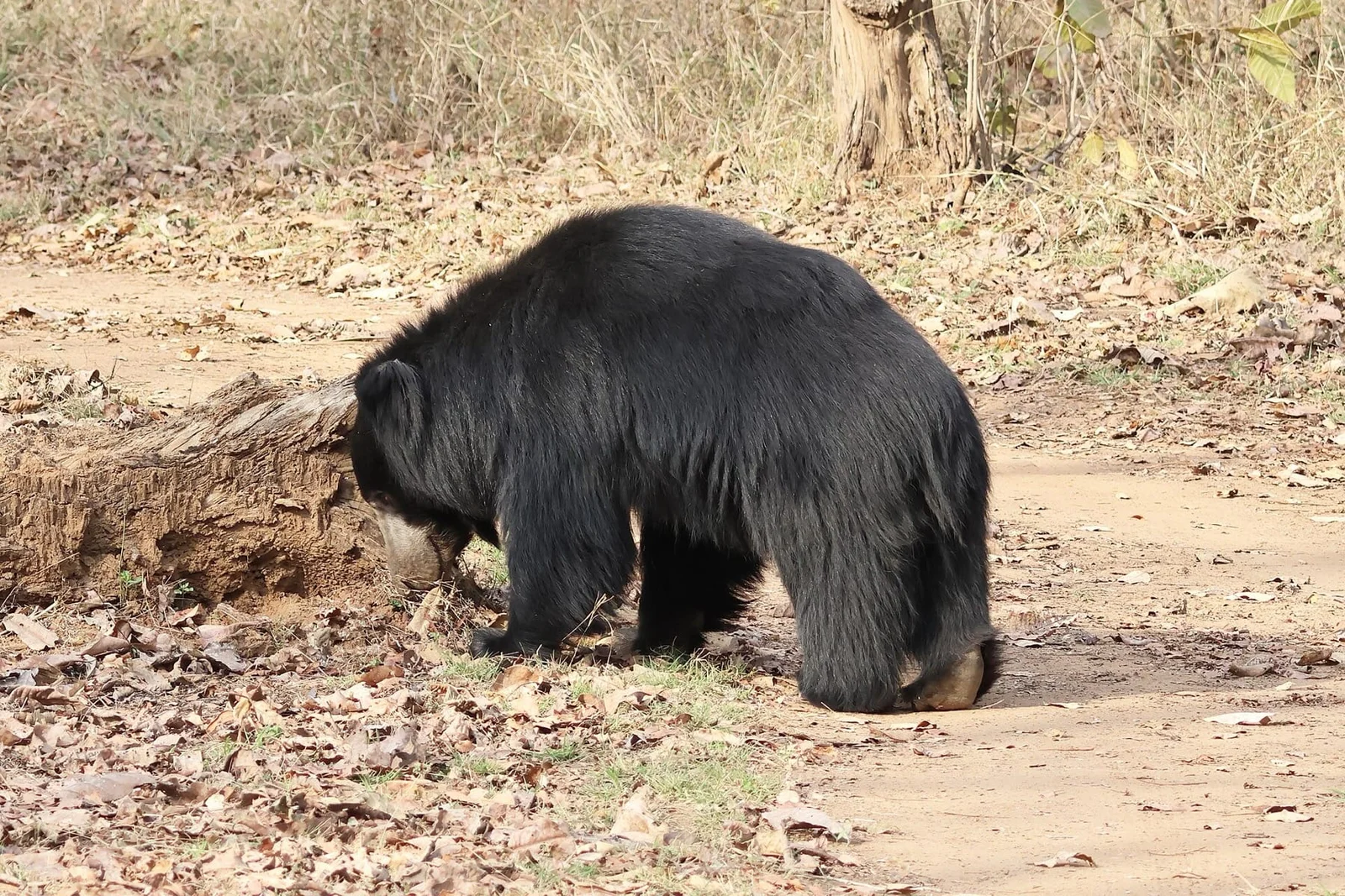 The hour of the sloth bear
